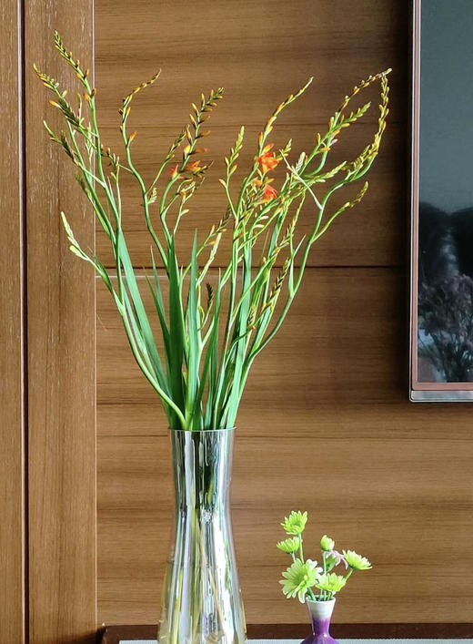 【热烈的情感】火焰兰 约10支/扎 商品图1