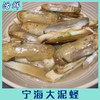 宁海大泥蛏【活鲜】 商品缩略图7