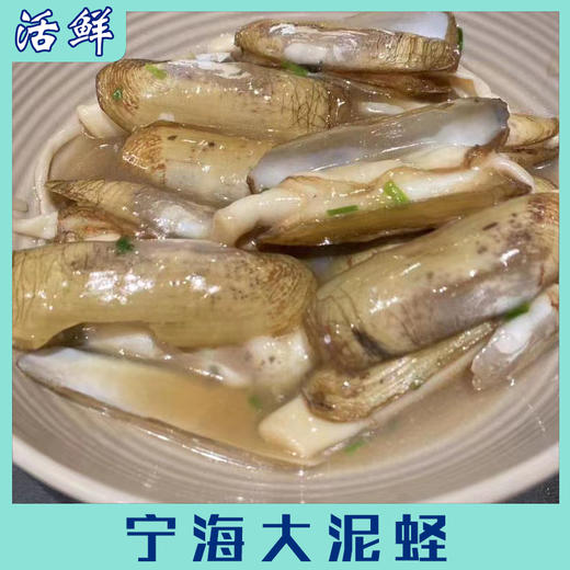 宁海大泥蛏【活鲜】 商品图7