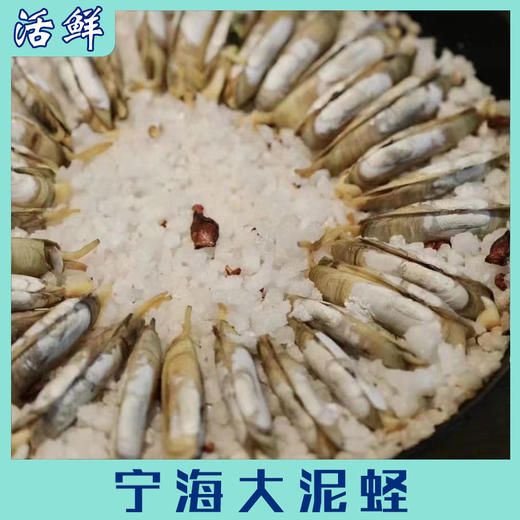 宁海大泥蛏【活鲜】 商品图3