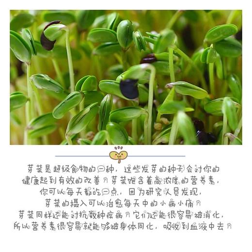 合作产品 /发芽罐  活力紫砂陶土生机能量发芽罐 包邮 商品图3