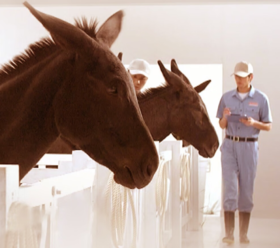 专家说：10岁男孩，春天长个，但是偶尔腿疼，该怎么调养？