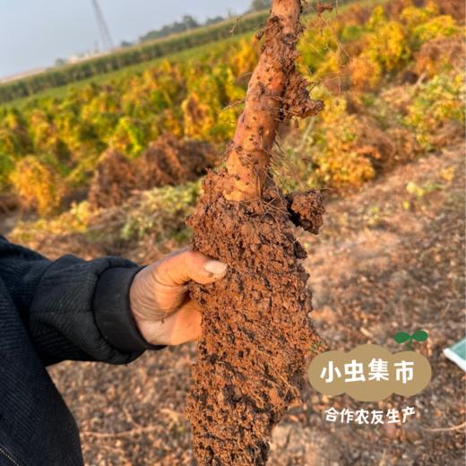 温县生态铁棍山药 3斤/5斤 | 合作农友生产，产自河南焦作温县，生产者：崔永利、崔利兵、崔娜娜 *【公平贸易农人定价】 商品图13