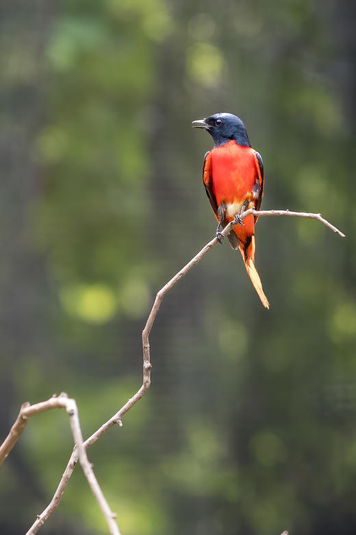 4月08日【东莞鸟摄】鸟语花香四月天，镜中世界展华篇 1天 商品图8