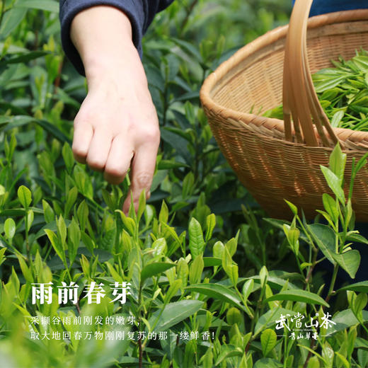 【2024年新茶】诚者茶叶青山翠毫绿茶一芽两叶100g条装 商品图1