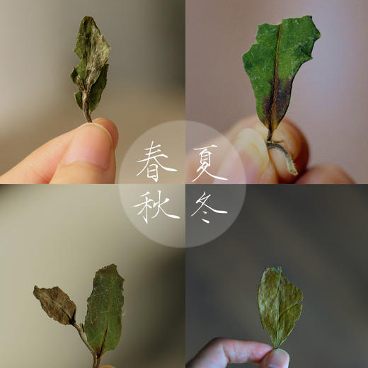 方守龙老茶仓 2017年四季白茶福鼎太姥山牡丹冬茶团【官方直供】 商品图2