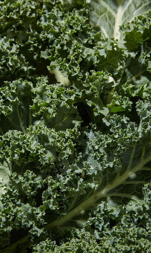 冻干纯羽衣甘蓝粉 商品图3