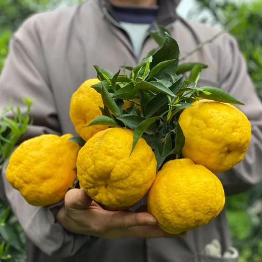 可用券【柠檬不知火上市！】橘子柑橘 丑橘怎么又和柠檬搞到一起了？ 99%的人没见过，稀有新品惊艳亮相，脆甜口感吃上一口停不下来 商品图1