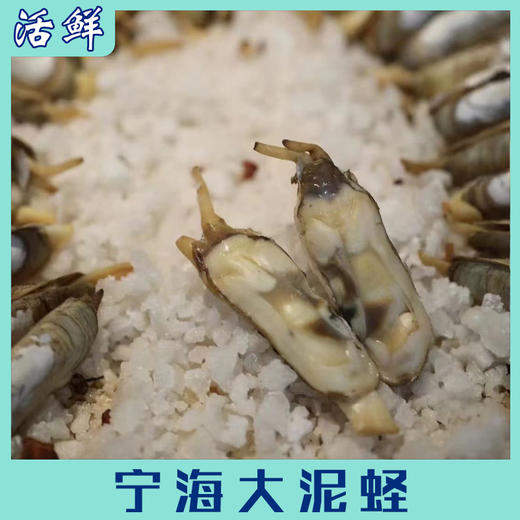 宁海大泥蛏【活鲜】 商品图4