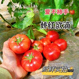 #新疆吐鲁番#儿时番茄味道【火焰山普罗旺斯西红柿】沙瓤肉细，不施化肥膨大剂催红素，火焰山沙质土壤冰雪种植灌溉，日夜温差大甜度够，生食炒菜皆可新疆空运直发