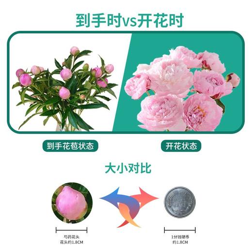 重瓣芍药粉色1束（8支左右）可备注送货时间 商品图3