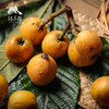 生态枇杷 | 合作生产*Ecological loquat | Coproduction 商品缩略图3