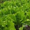 生菜 （500g）|农场自产|脆生生|清爽可口 商品缩略图1