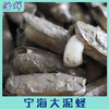 宁海大泥蛏【活鲜】 商品缩略图5