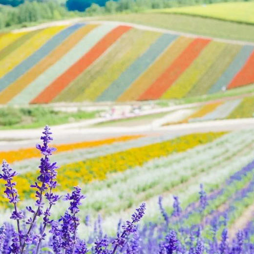 日本 | 北海道之夏6天5晚 商品图0