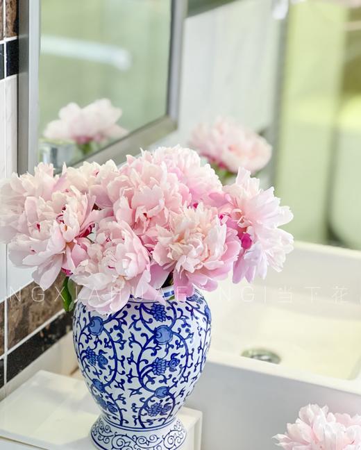 【AB级粉凌红花重瓣芍药】10支/份 商品图5