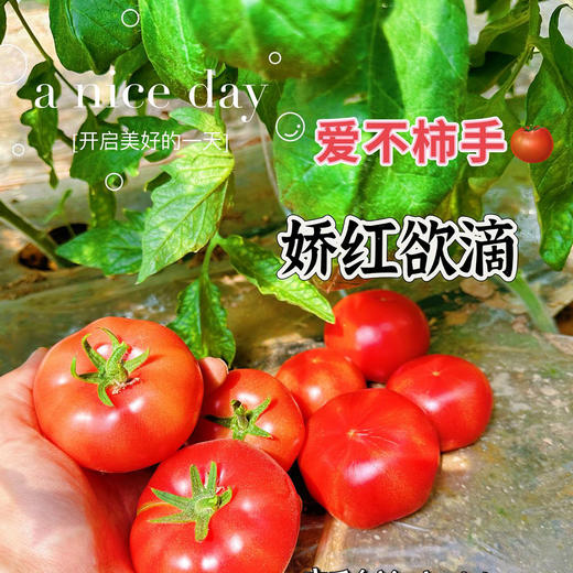 【新疆】火焰山沙瓤西红柿（仅限江浙沪皖包邮） 商品图3