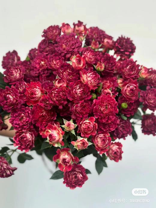 复古红茶海葵多头玫瑰5支 商品图0