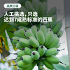 福建漳州 水培香蕉 整颗带杆 软绵细腻 酸甜可口 送挂牌 商品缩略图2