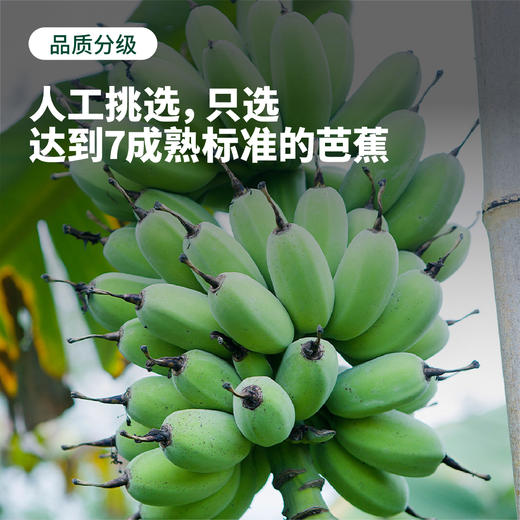 福建漳州 水培香蕉 整颗带杆 软绵细腻 酸甜可口 送挂牌 商品图2