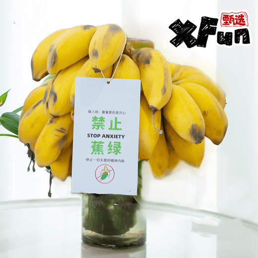 【打工人必备 摸鱼搭子】禁止蕉绿  水培苹果蕉 商品图2