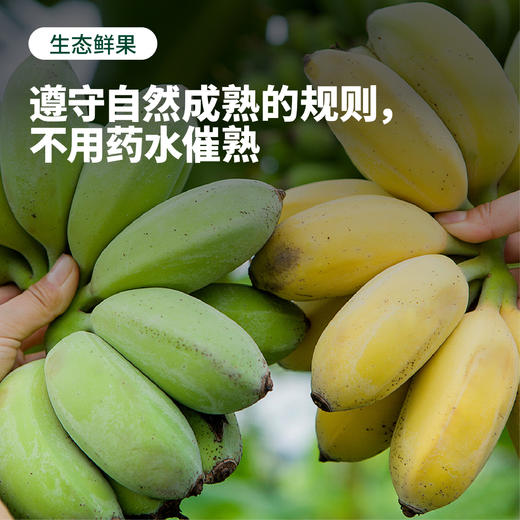 福建漳州 水培香蕉 整颗带杆 软绵细腻 酸甜可口 送挂牌 商品图3