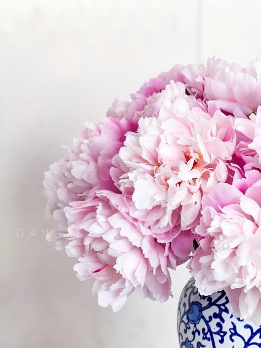 【AB级粉凌红花重瓣芍药】10支/份 商品图9