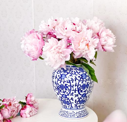 【AB级粉凌红花重瓣芍药】10支/份 商品图2