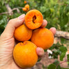 『大凉山脱骨小蜜杏』金黄柔糯，甘醇蜜味，奢华馥郁 商品缩略图7