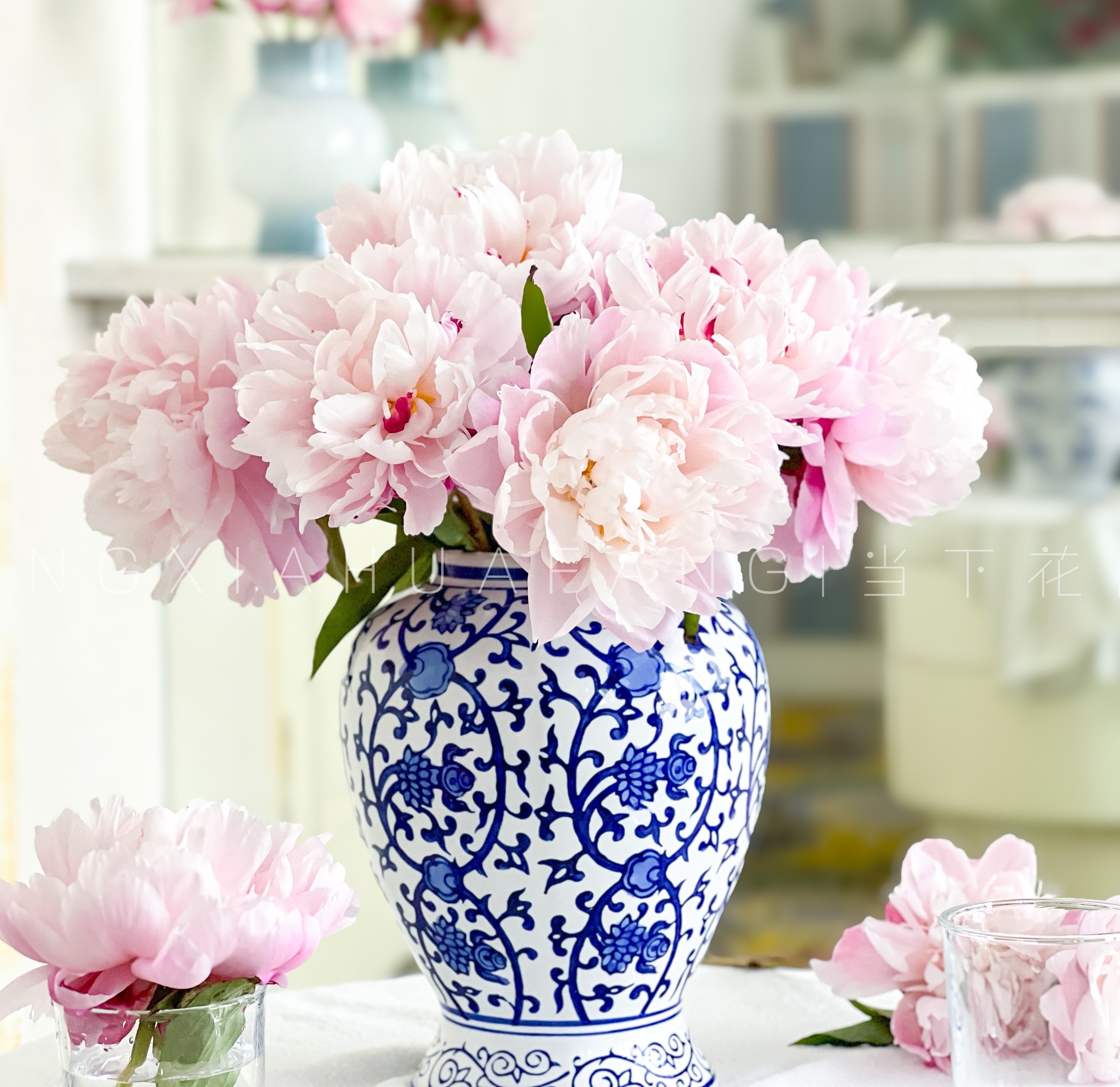 【粉凌红花重瓣芍药.第二份减10元】5支/份