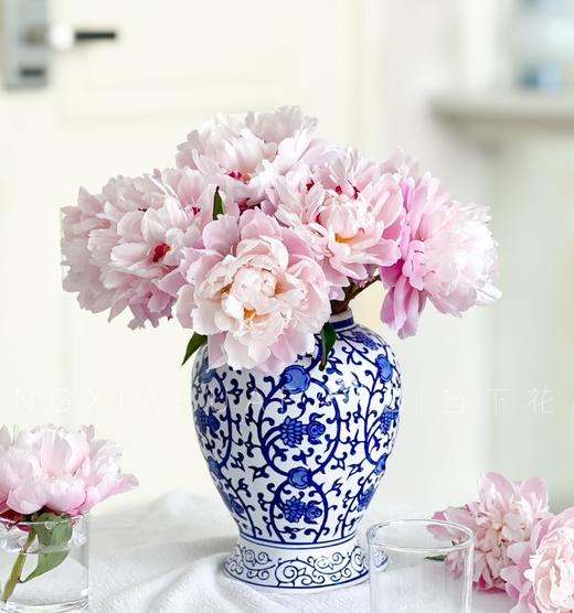 【AB级粉凌红花重瓣芍药】10支/份 商品图8