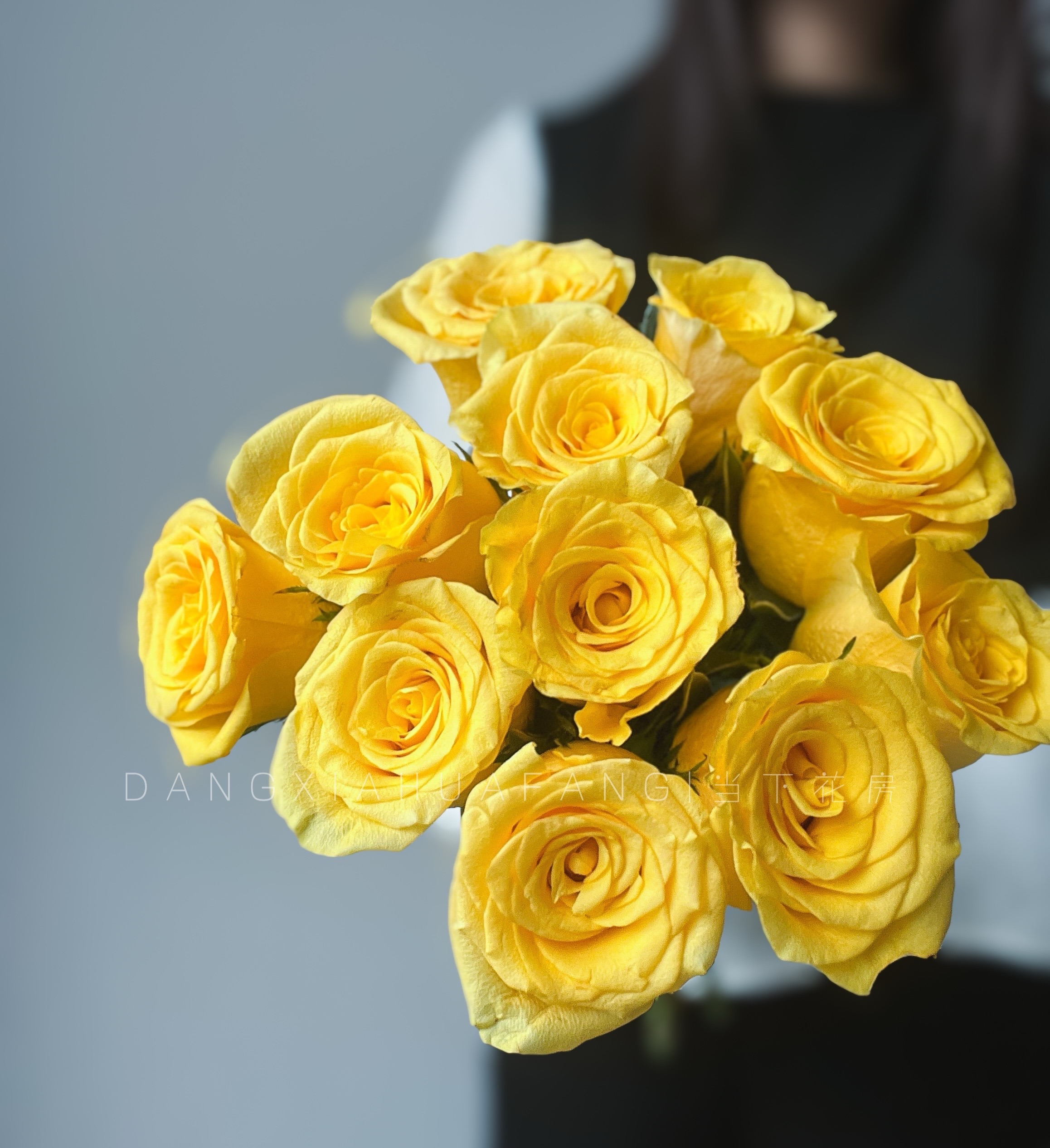 【AB级契机玫瑰.第二件减10元】10支/份 长约60cm