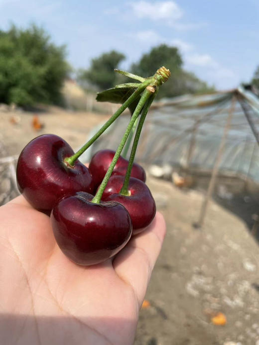 顺丰包邮到家！超级特惠，大连基地黑珍珠大樱桃。车厘子系，口感纯甜！3J，3斤/箱 商品图2