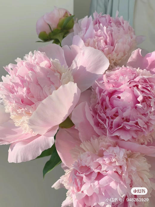 国产芍药-【天使脸颊】 商品图2