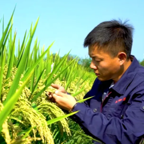 喝山泉的建德大米 “郎家飨谷”匠心耕耘 米中瑰宝 获杭州市十大好味稻金奖