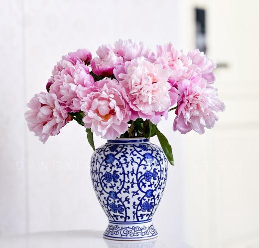 【AB级粉凌红花重瓣芍药】10支/份 商品图7