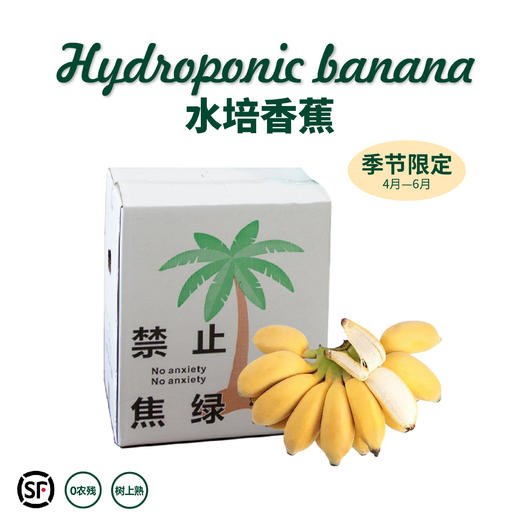 福建漳州 水培香蕉 整颗带杆 软绵细腻 酸甜可口 送挂牌 商品图0