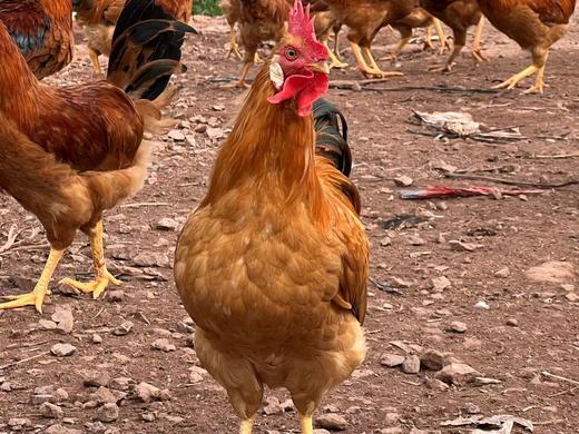 本家高山300天公鸡（5斤左右）提前一天预定 商品图0