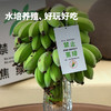福建漳州 水培香蕉 整颗带杆 软绵细腻 酸甜可口 送挂牌 商品缩略图1