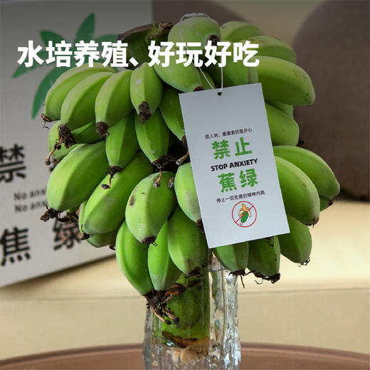 福建漳州 水培香蕉 整颗带杆 软绵细腻 酸甜可口 送挂牌 商品图1