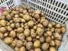 高原生态土豆5斤/份 商品缩略图0