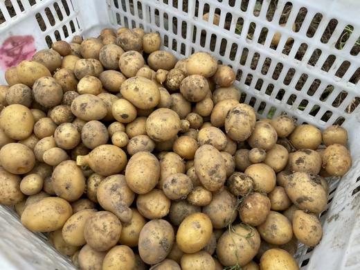 高原生态土豆5斤/份 商品图0