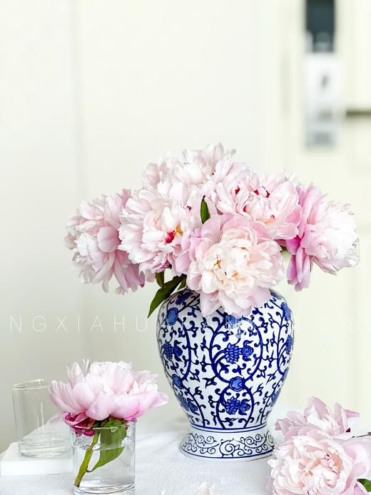 【AB级粉凌红花重瓣芍药】10支/份 商品图6
