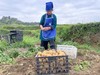 高原生态土豆5斤/份 商品缩略图5