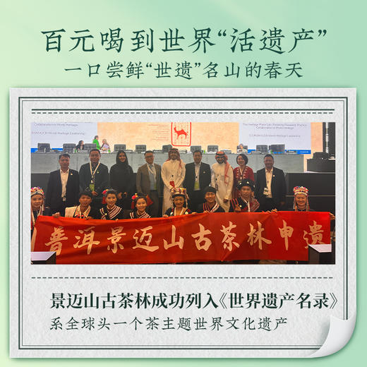 澜沧古茶2024年回家纪念茶满春景迈山古树头春生茶357g 商品图4