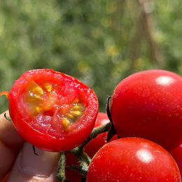 【攀枝花.啊喇露天水果小蕃茄 】高山种植，色泽鲜红，圆润饱满，酸甜多汁，营养美味~