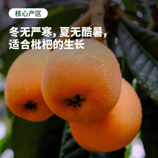 龙泉驿大五星枇杷 | 龙泉驿核心产区原产 地标产地 30年老树 果味浓郁 多汁化渣 易撕皮  现摘先发 商品图2