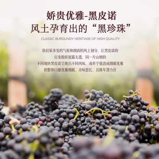 【法国进口 勃艮第法定AOC】法国默尔索庄园十字勋章黑皮诺干红葡萄酒 12.5%vol 商品图5