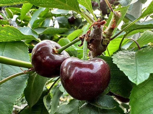 顺丰包邮到家！超级特惠，大连基地黑珍珠大樱桃。车厘子系，口感纯甜！3J，3斤/箱 商品图0