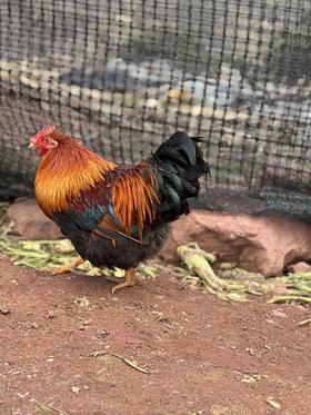 本家阉鸡（5斤左右）提前一天预定